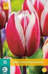 Karta - Tulipán - Guus Papendrecht (10 cibulí) "C"