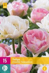 Karta XXL - Tulipán - Double Sensation (15 cibulí) "E"