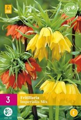 Karta XXL - Řepčík - Fritillaria Imp. Mix (3 cibule) "E"