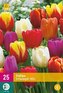 Karta XXL - Tulipán - Triumph Mix ( 25 cibulí) "E"