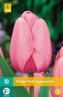 Karta - Tulipán - Pink Impression (10 cibulí) "C"
