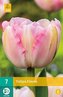 Karta - Tulipán - Finola (7 cibulí) "C"