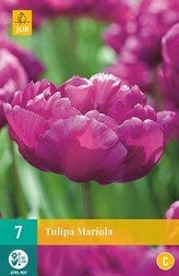 Karta - Tulipán - Mariola (7 cibulí) "C"