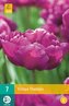 Karta - Tulipán - Mariola (7 cibulí) "C"