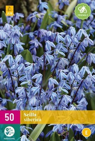 Karta XXL - Ladoňka - Scilla Siberica (50 cibulí) "E"