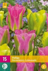 Karta XXL - Tulipán - Strawberry Lemonade (15 cibulí) "E"