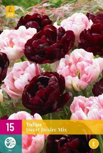 Karta XXL - Tulipán - Sweet Desire Mix (15 cibulí) "E"