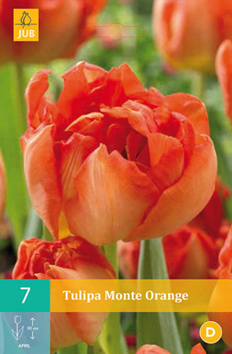 Karta - Tulipán - Monte Orange (7 cibulí) "C"