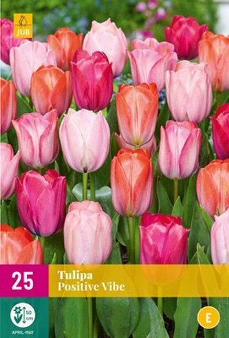 Karta XXL - Tulipán - Positive Vibe (25 cibulí) "E"