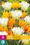 Karta XXL - Tulipán - Sunbath (15 cibulí) "D"