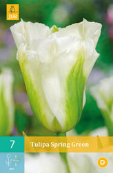 Karta - Tulipán - Spring Green (7 cibulí) "C"