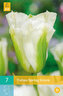 Karta - Tulipán - Spring Green (7 cibulí) "C"