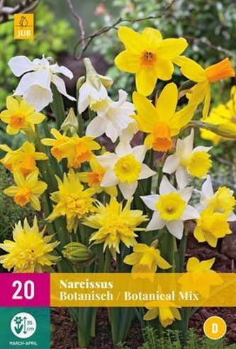 Karta XXL - Narcis - Botanical Mix ( 20 cibulí ) "D"