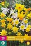 Karta XXL - Narcis - Botanical Mix ( 20 cibulí ) "D"