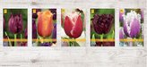 Box - Tulipán Fringed A (350 cibulí)