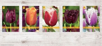 Box - Tulipán Fringed A (350 cibulí)