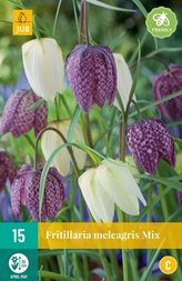 Karta - Řepčík - Fritillaria Meleagris Mix (15 cibulí) "C"