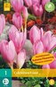 Karta - Ocún - Colchicum Giant (1 cibule) "B"