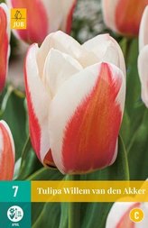 Karta - Tulipán - Willem Van Den Akker (7 cibulí) "C"