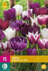 Karta XXL - Tulipán - Blueberry Mix (15 cibulí) "D"
