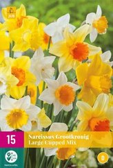 Karta XXL - Narcis - Large Cupped Mix ( 15 cibulí ) "D"