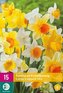 Karta XXL - Narcis - Large Cupped Mix ( 15 cibulí ) "D"