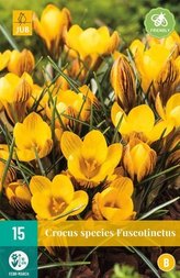 Karta - Krokus - Fuscotinctus (15 cibulí) "B"