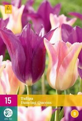 Karta XXL - Tulipán - Dancing Queens (15 cibulí) "D"