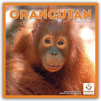Orangutan - Orang-Utan 2024