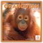 Orangutan - Orang-Utan 2024