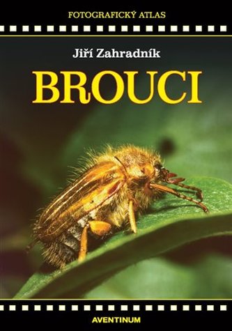 Brouci Brouci