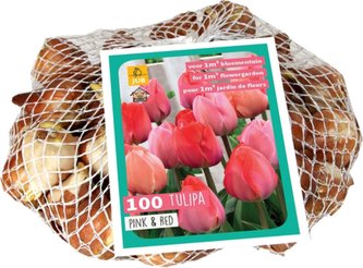 Síťka -  XXL - Tulipán Pink / Red (80 cibulí)