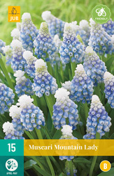 Karta - Modřenec - Muscari Mountain Lady (15 cibulí) "B"