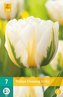 Karta - Tulipán - Flaming Evita (7 cibulí) "C"