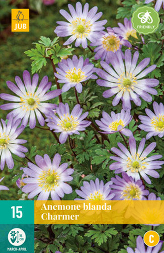 Karta - Sasanka - Anemone Blanda Charmer (15 cibulí) "C"