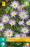 Karta - Sasanka - Anemone Blanda Charmer (15 cibulí) "C"