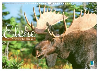 Elche: Nordische Riesen (Wandkalender 2024 DIN A3 quer), CALVENDO Monatskalender