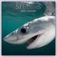 Sharks - Haie 2024 - 16-Monatskalender