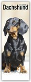 Dachshunds - Dackel 2024