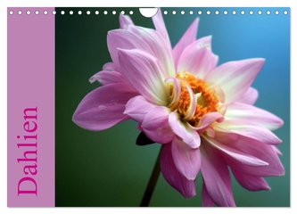 Dahlien (Wandkalender 2024 DIN A4 quer), CALVENDO Monatskalender
