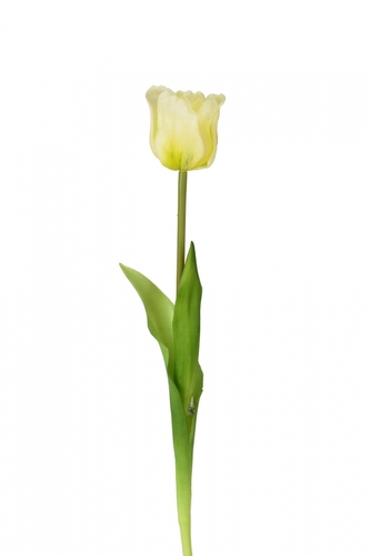 Tulipán bílý 47 cm