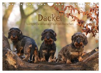 Dackel - lustige Gesellen auf kurzen Beinchen (Wandkalender 2024 DIN A4 quer), CALVENDO Monatskalender