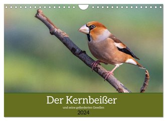 Der Kernbeißer und seine gefiederten Gesellen (Wandkalender 2024 DIN A4 quer), CALVENDO Monatskalender