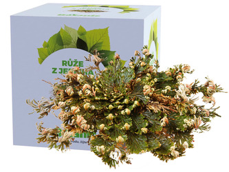 Botanic Růže z Jericha 1ks