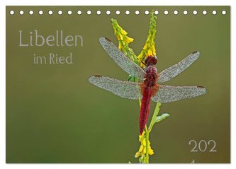 Libellen im Ried (Tischkalender 2024 DIN A5 quer), CALVENDO Monatskalender