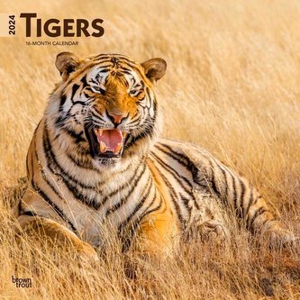 Tigers 2024 Square