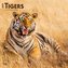 Tigers 2024 Square