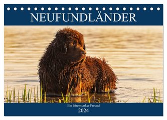Neufundländer - Ein bärenstarker Freund (Tischkalender 2024 DIN A5 quer), CALVENDO Monatskalender