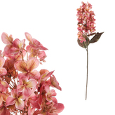 Hortenzie, barva starorůžová.