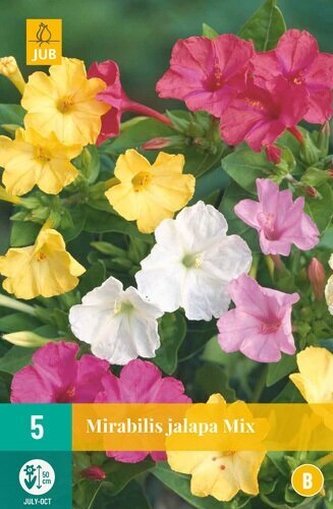Karta - Nocenka (Mirabilis)  JALAPA MIX (5 hlíz) "B"